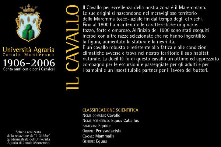 cavallo