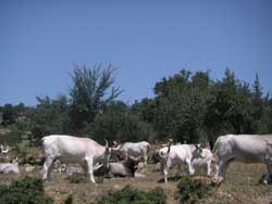 pascoli agraria canale