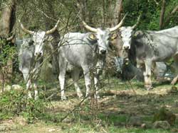 pascoli agraria canale