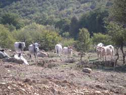 pascoli agraria canale